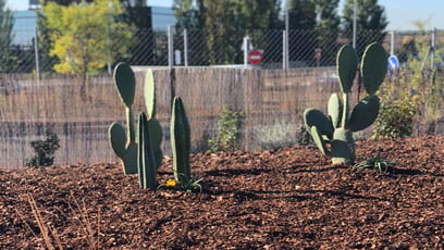 We have a cactus garden in our 3,000m2 outdoor classroom and children are taught how to build confidence through Risky Play.
